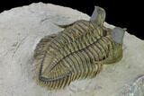 Tower Eyed Erbenochile Trilobite - Top Quality! #160887-3